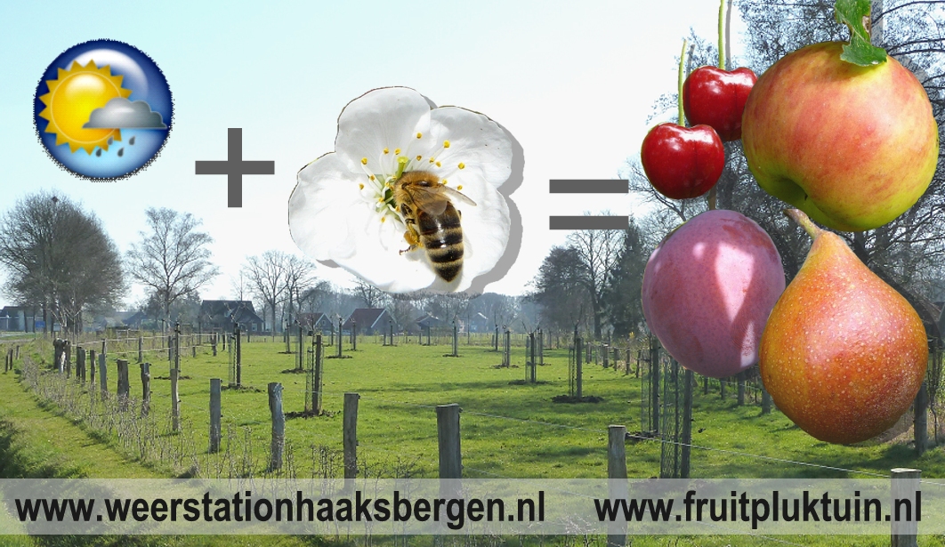 Weer + Bij = Fruit